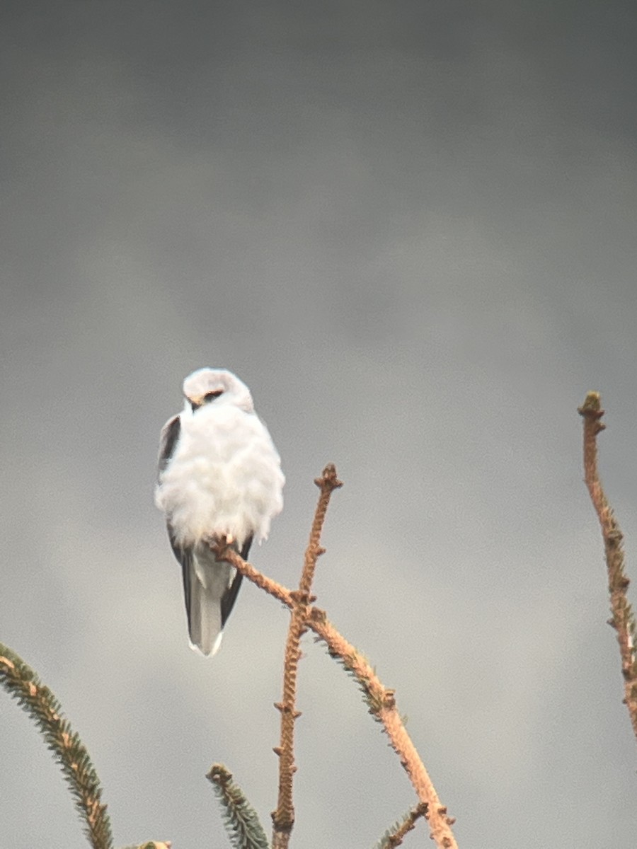 White-tailed Kite - ML443053341