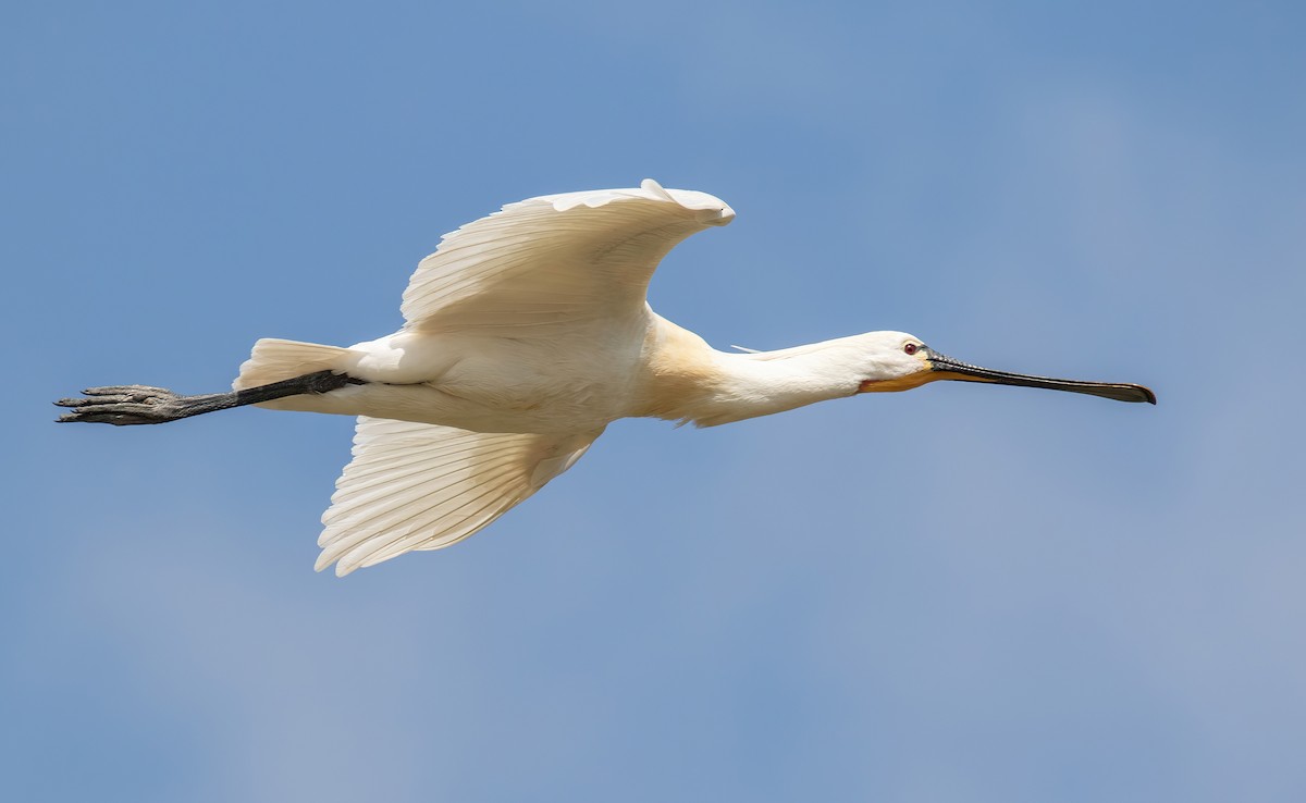 Eurasian Spoonbill - Alexis Lours