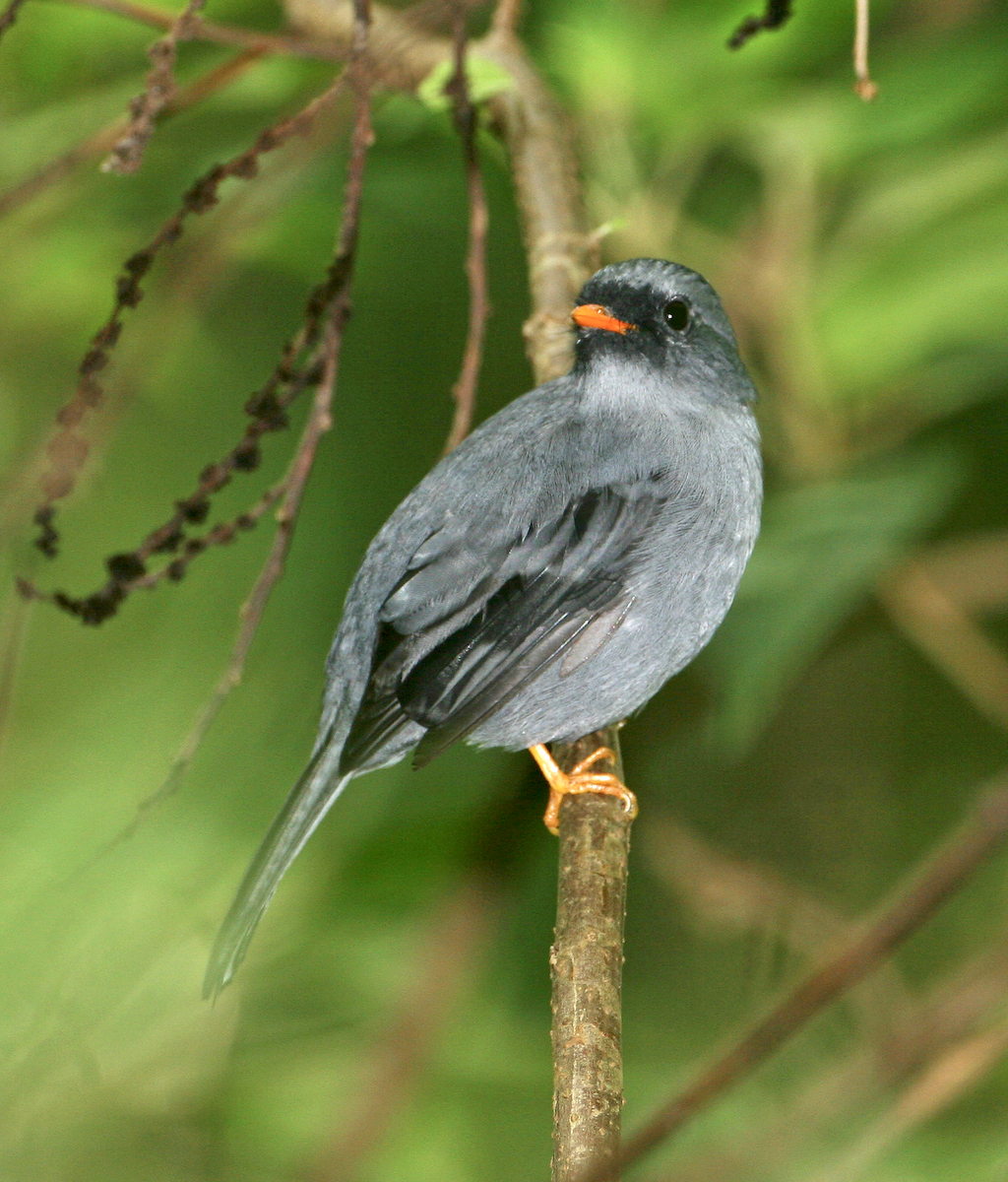 Black-faced Solitaire - Joseph Tobias