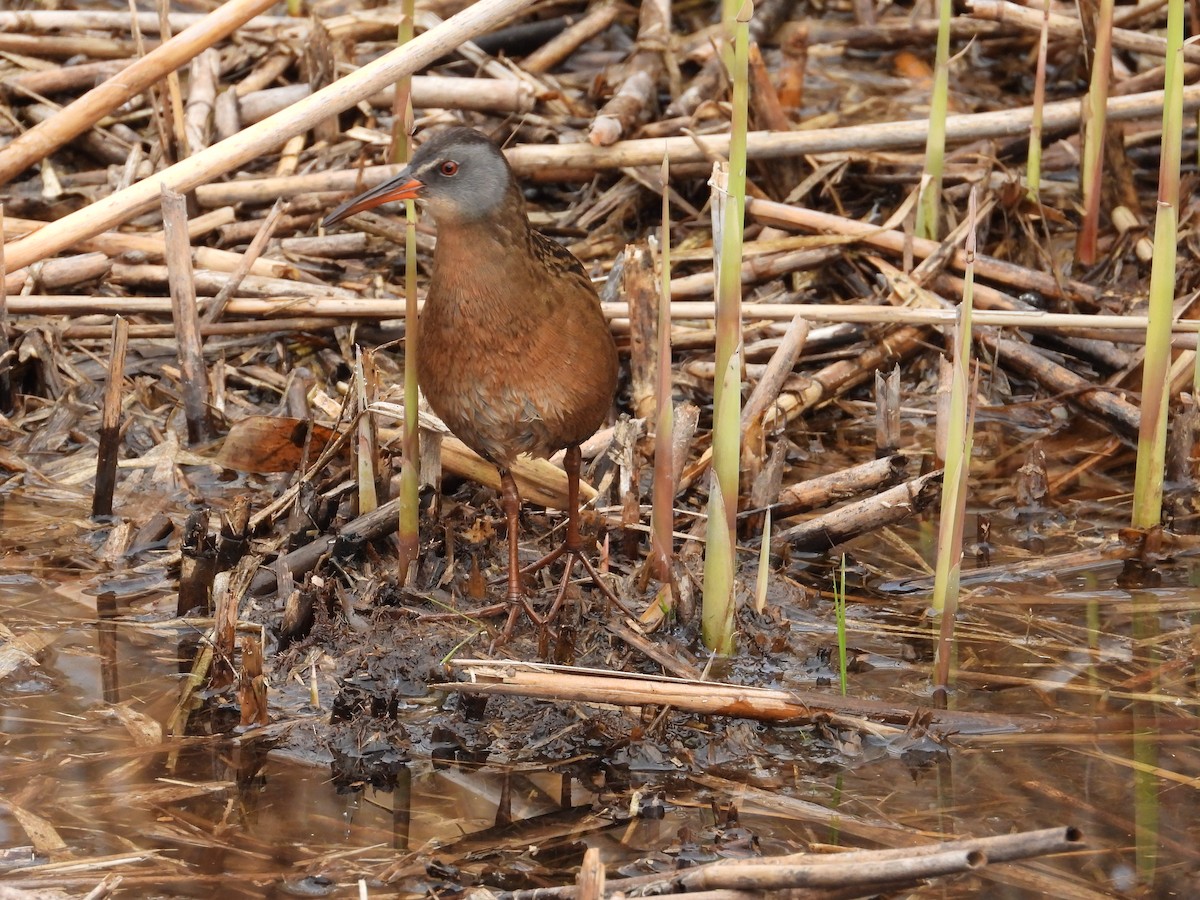 Virginia Rail - ML443054111