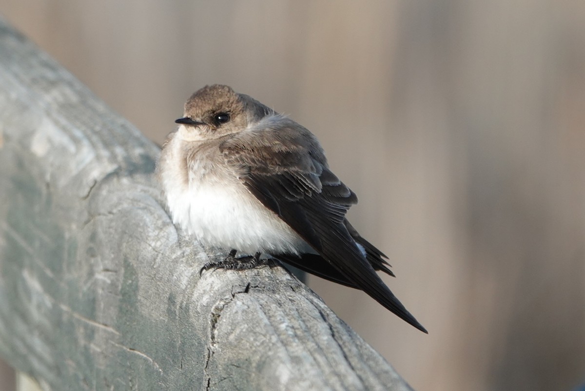 Northern Rough-winged Swallow - ML443054231