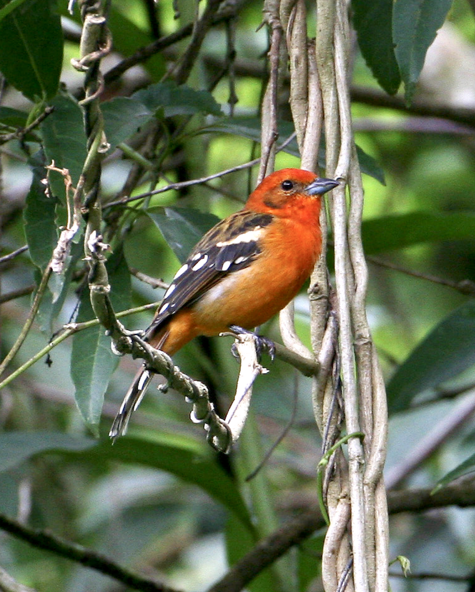 Flame-colored Tanager - ML443054251