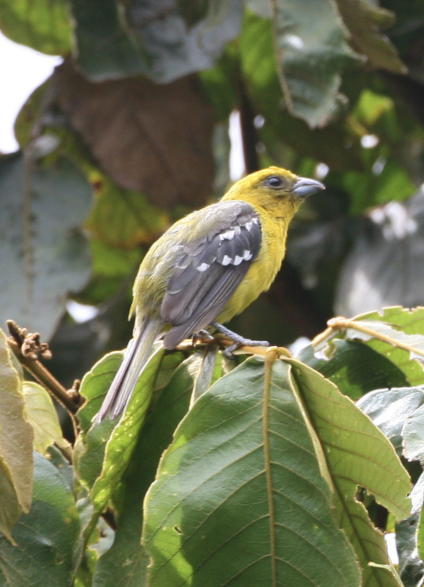 Flame-colored Tanager - ML443054301