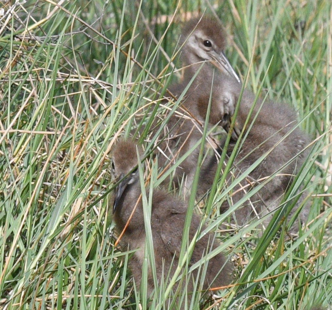 Limpkin - barbara segal