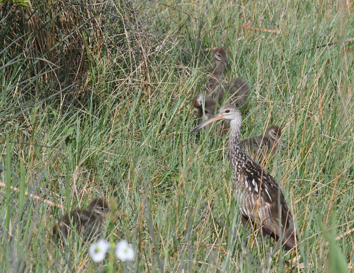 Limpkin - barbara segal