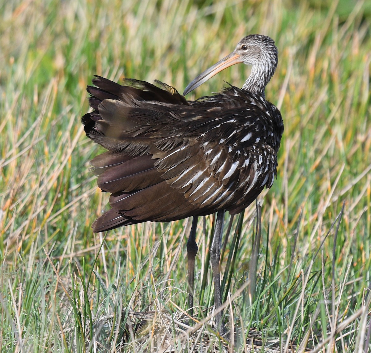 Limpkin - ML443054711