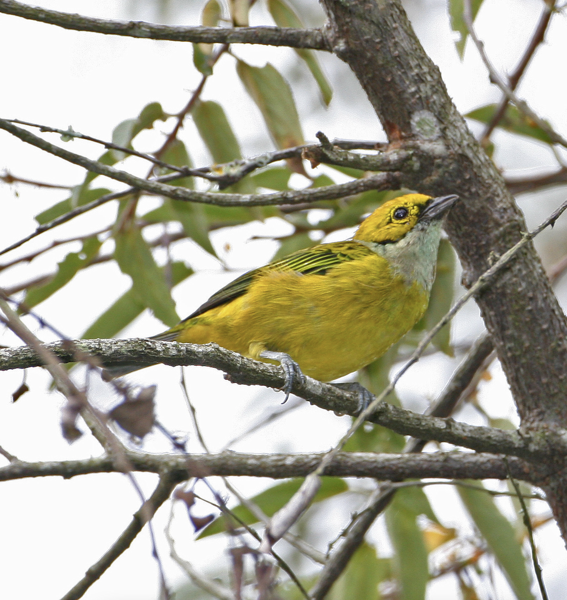 Silver-throated Tanager - ML443055041