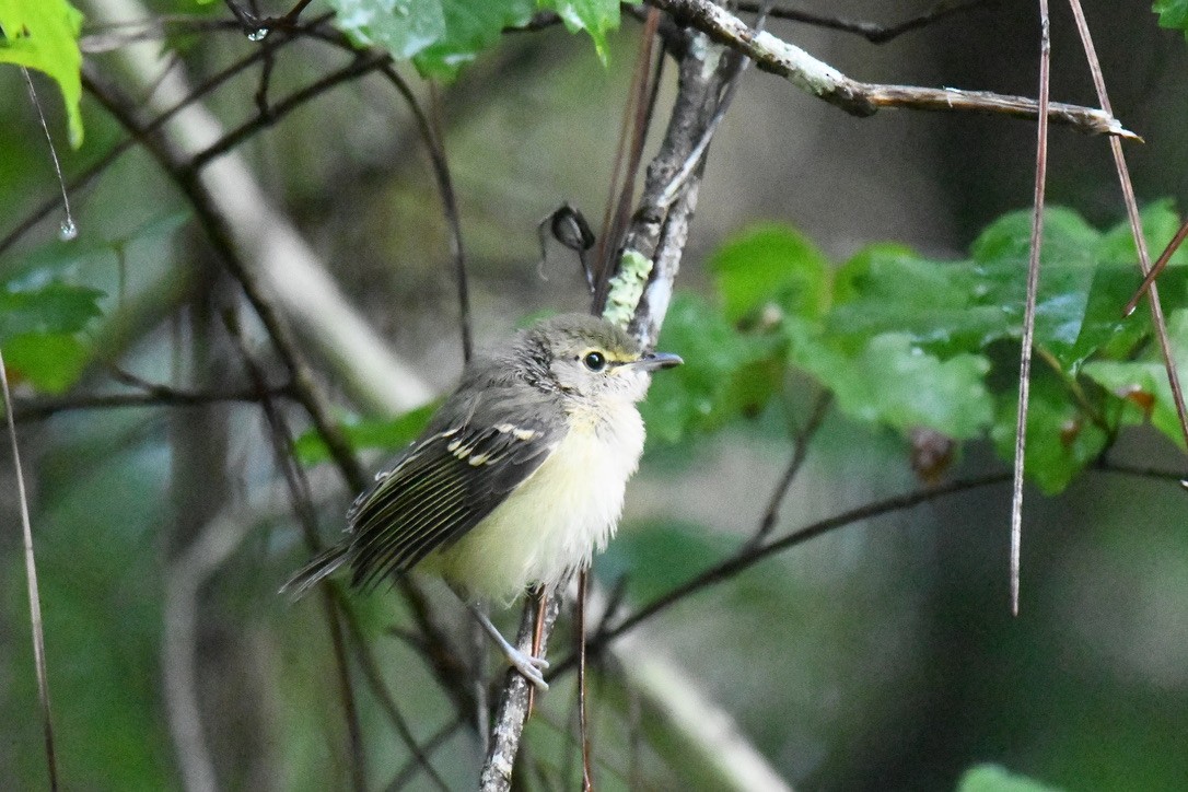 White-eyed Vireo - Jose-Miguel Ponciano