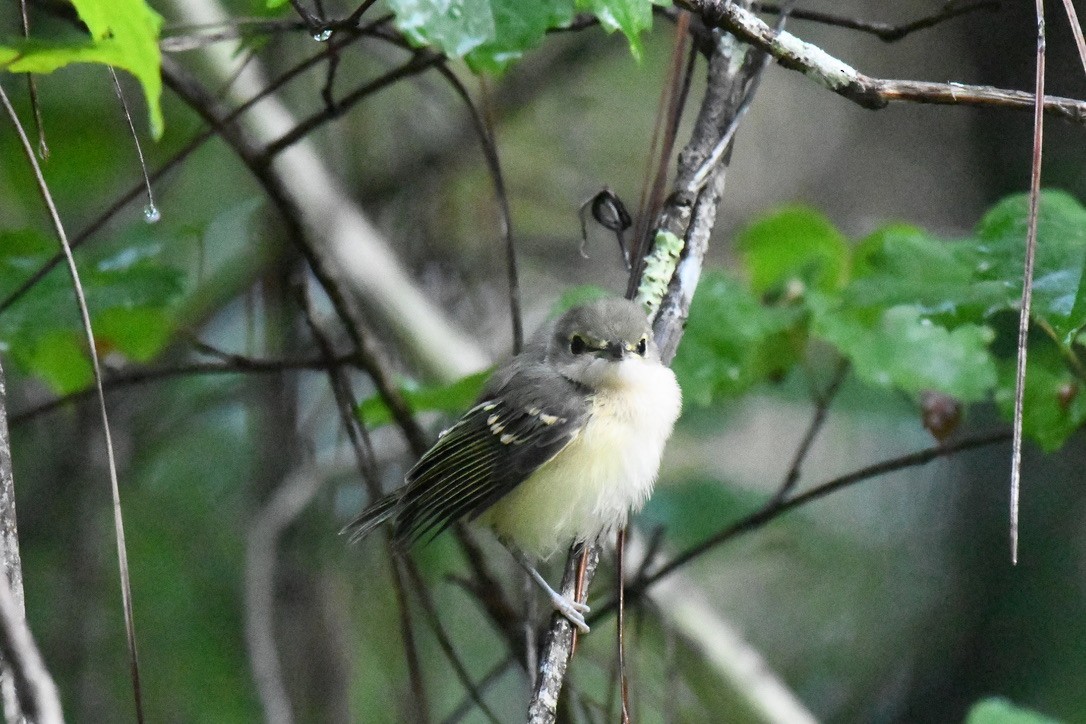 White-eyed Vireo - ML443055141