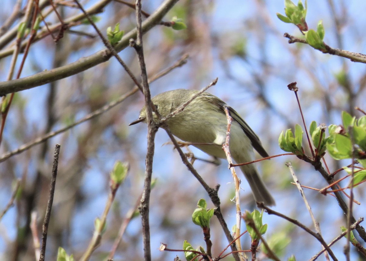 Ruby-crowned Kinglet - ML443055151