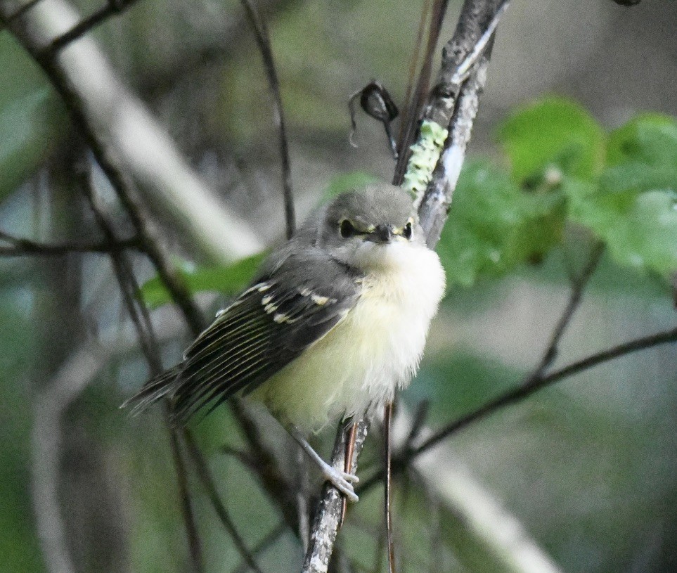 White-eyed Vireo - Jose-Miguel Ponciano