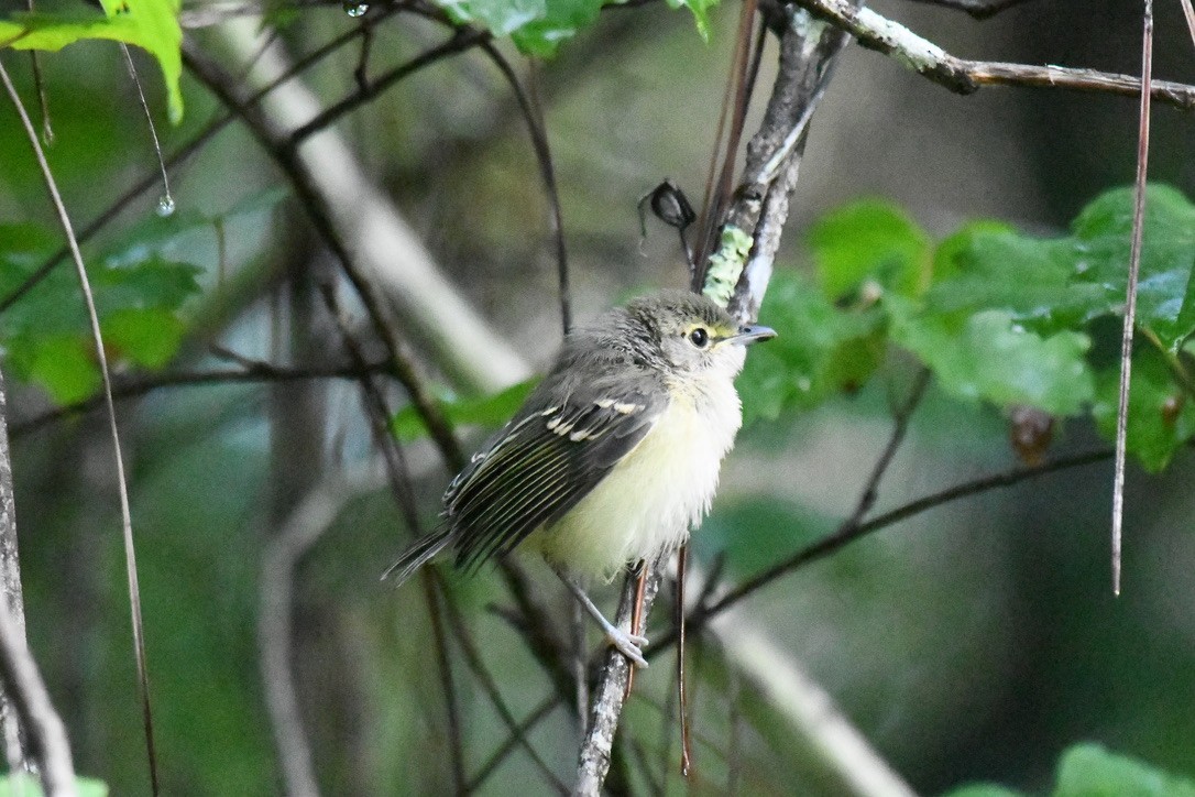 White-eyed Vireo - Jose-Miguel Ponciano