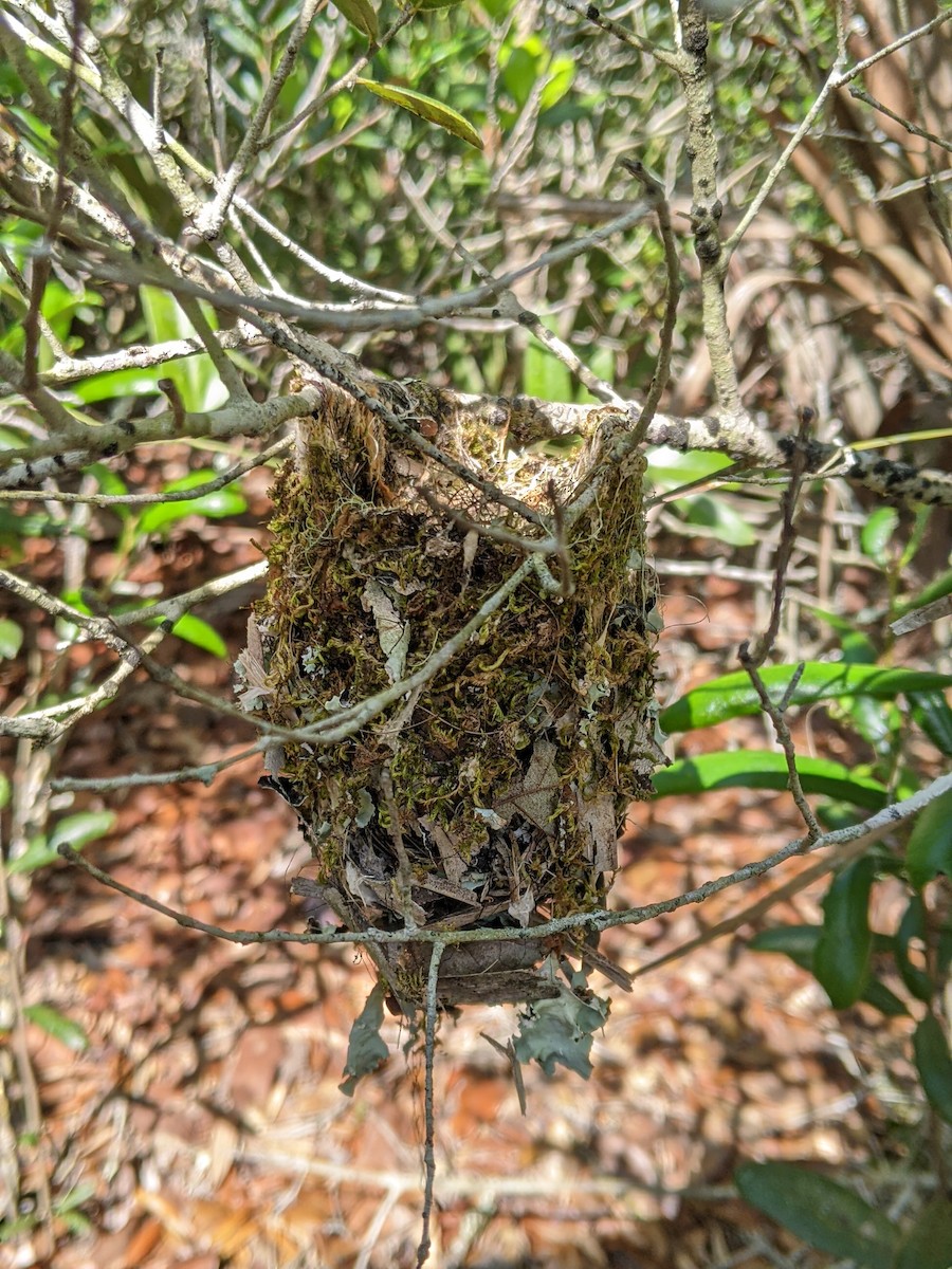 Vireo Ojiblanco - ML443056111