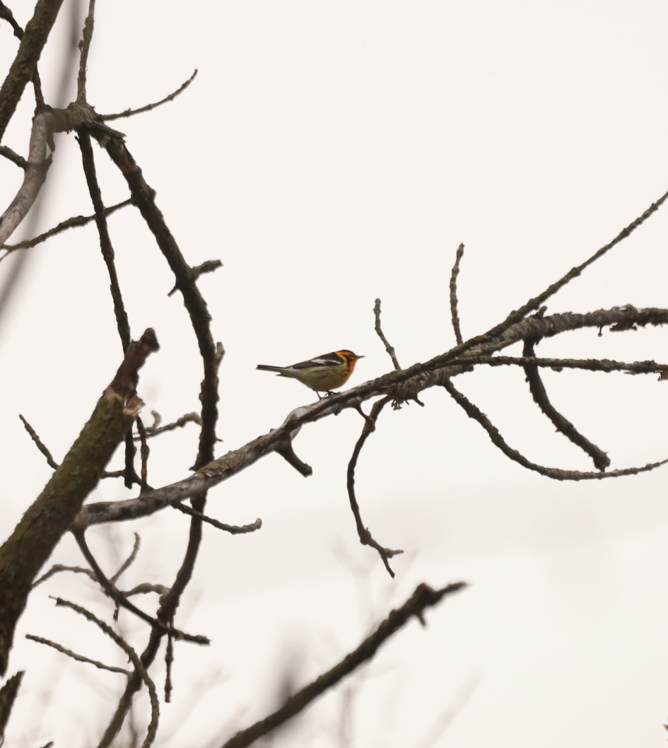 Blackburnian Warbler - ML443056931