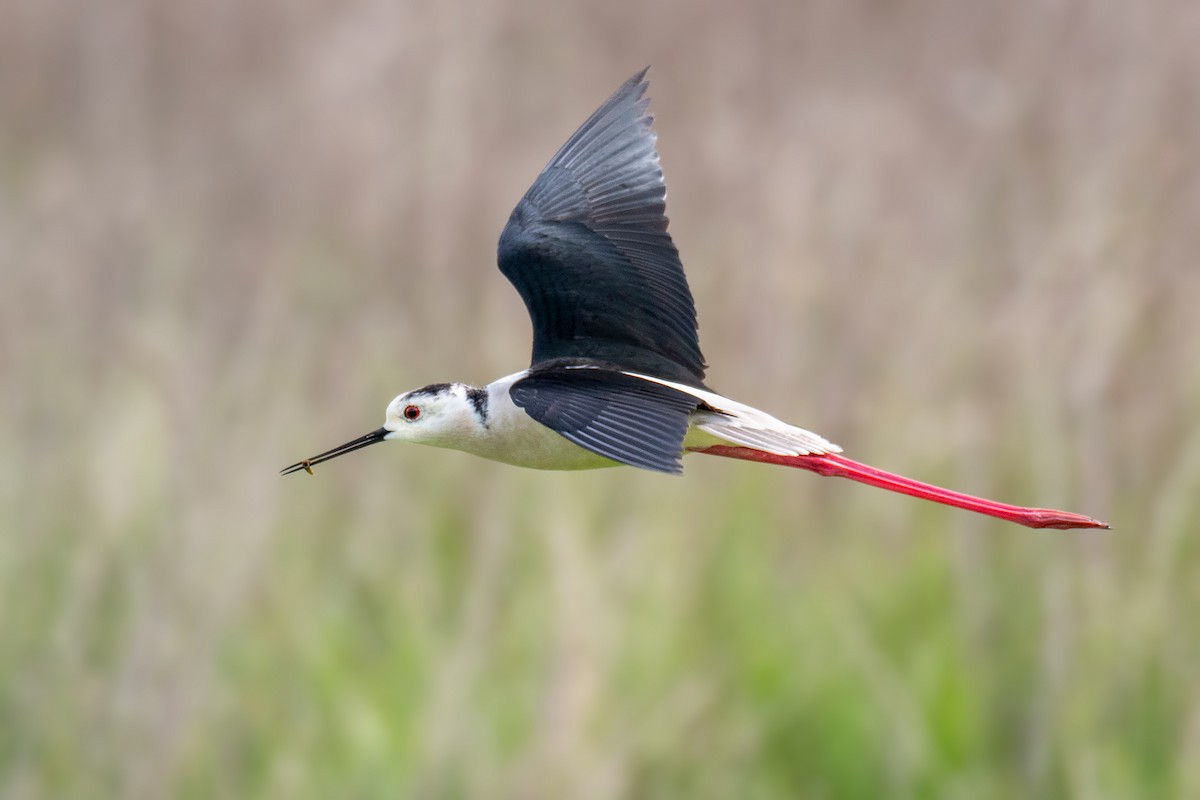 Black-winged Stilt - ML443057321