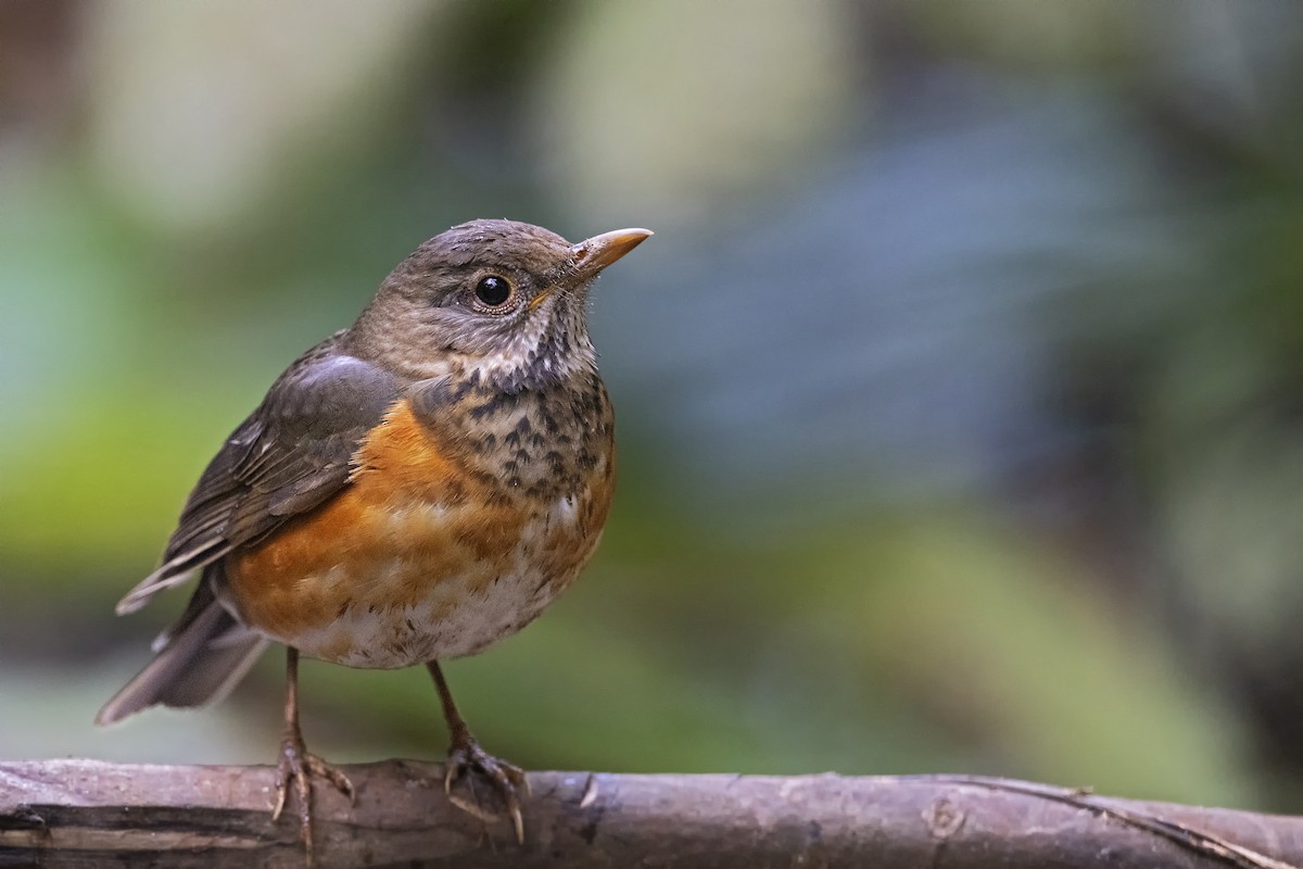 Black-breasted Thrush - ML443057791