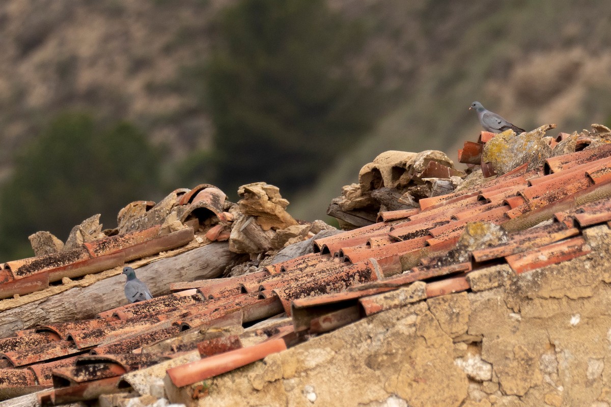 Stock Dove - ML443058911