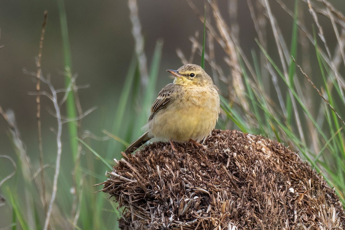 Tawny Pipit - ML443059101