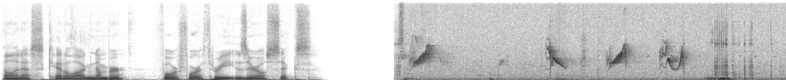 Plumbeous Vireo (Plumbeous) - ML44306