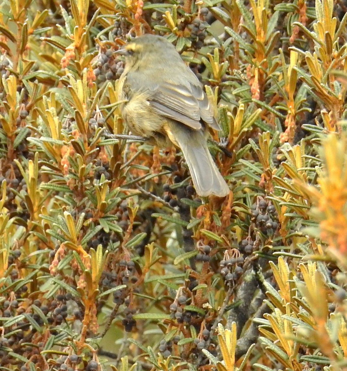Brown-backed Chat-Tyrant - ML443060511