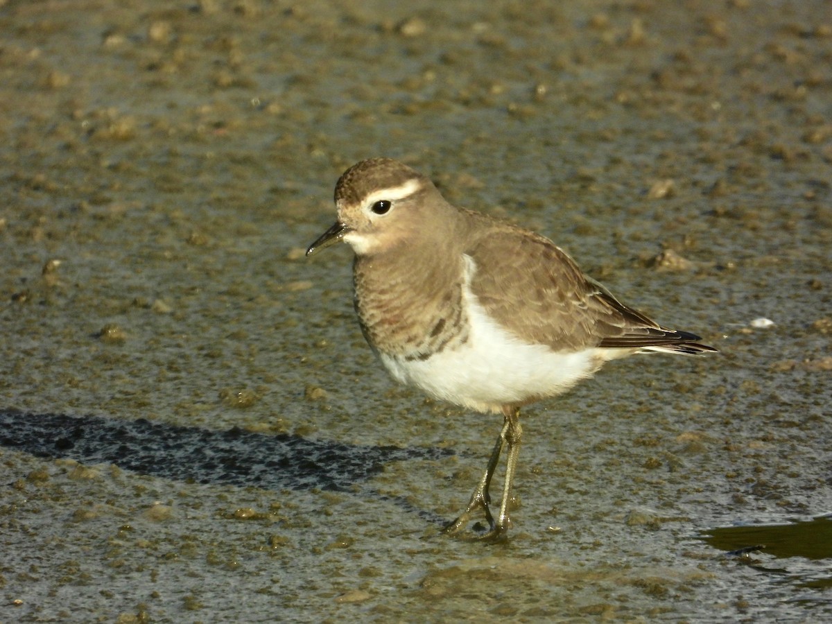 Rufous-chested Dotterel - ML443061981