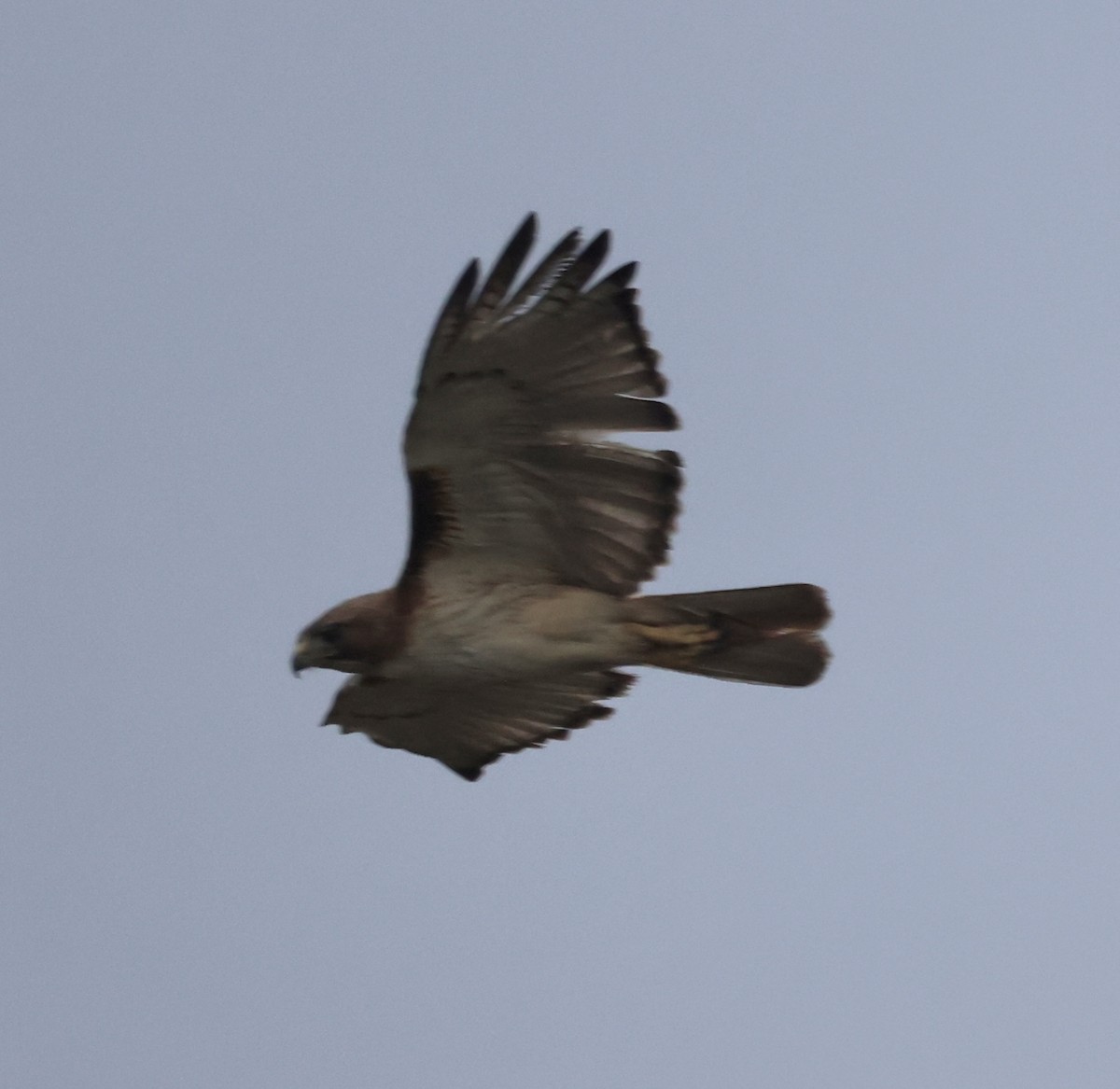 Red-tailed Hawk - ML443062801