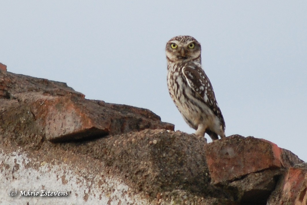 Хотны бүгээхэй - ML44306351