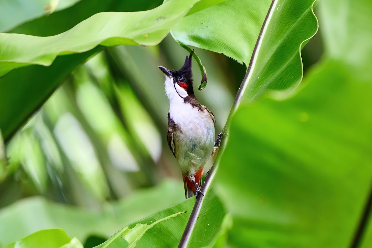 Red-whiskered Bulbul - Yuh Woei Chong