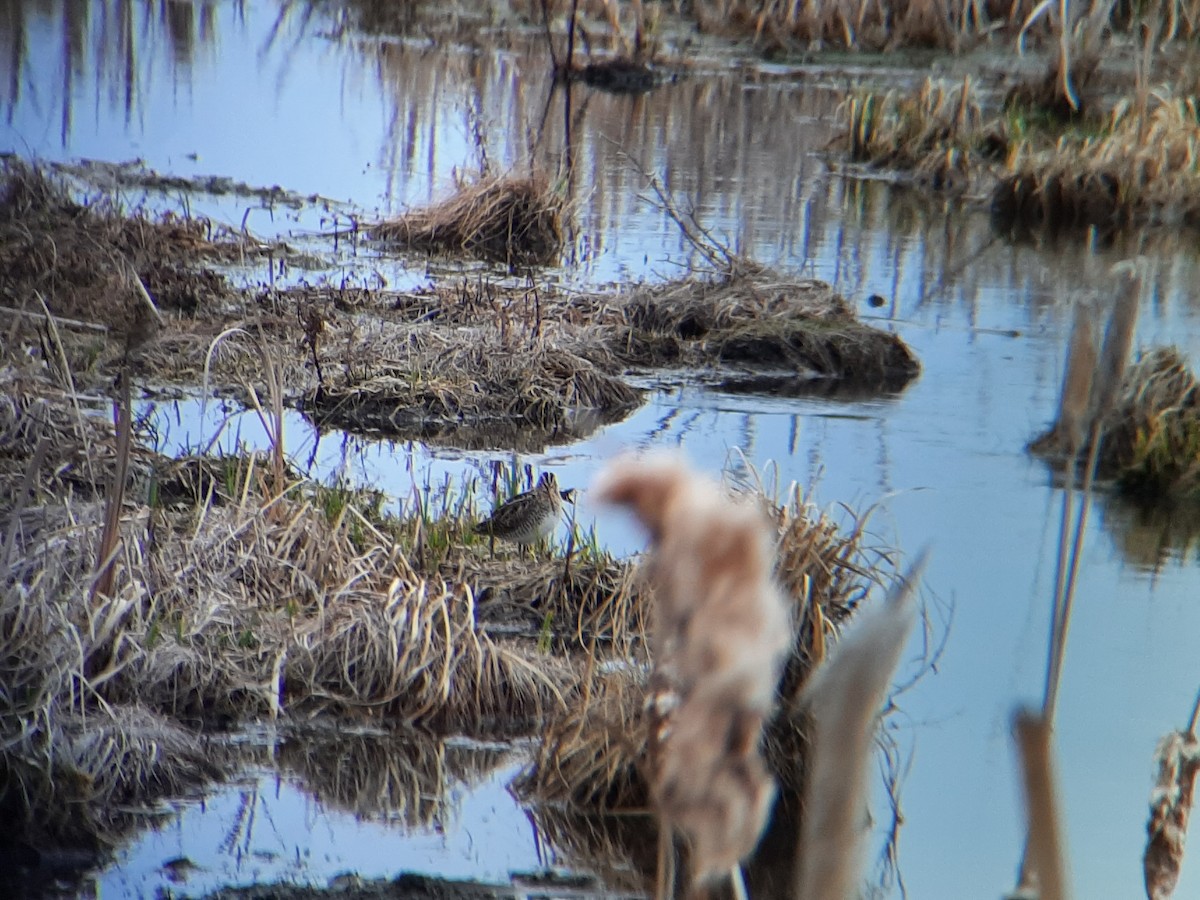 Wilson's Snipe - ML443065211