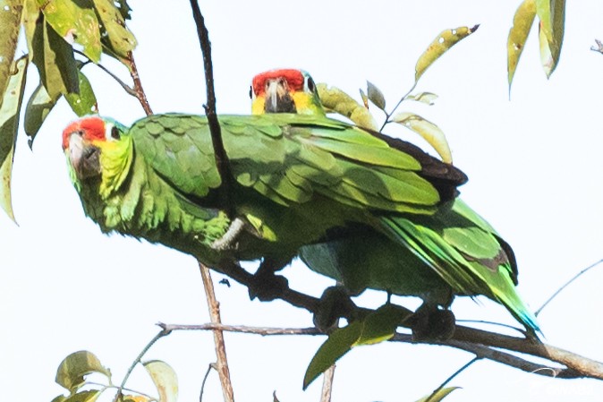 Red-lored/Lilacine Amazon - ML443066601