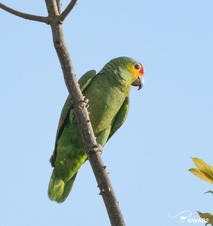 Red-lored/Lilacine Amazon - ML443066611