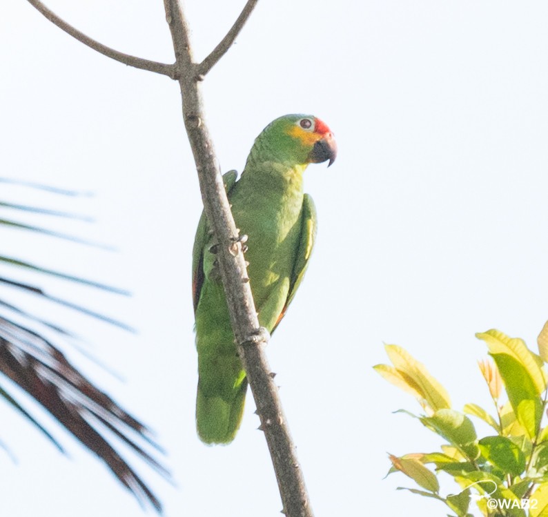 Red-lored/Lilacine Amazon - ML443066621
