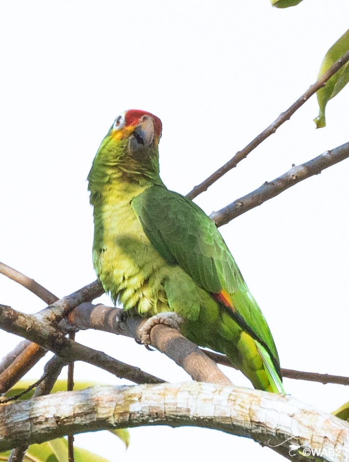 Red-lored/Lilacine Amazon - ML443066631