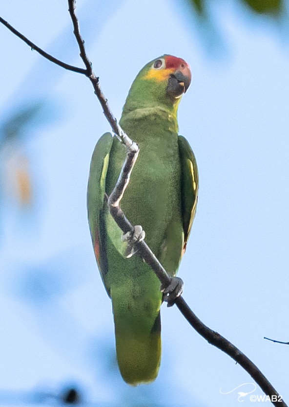 Red-lored/Lilacine Amazon - ML443066641