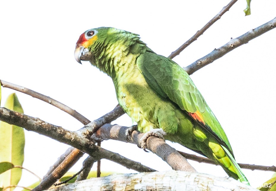 Red-lored/Lilacine Amazon - ML443066651