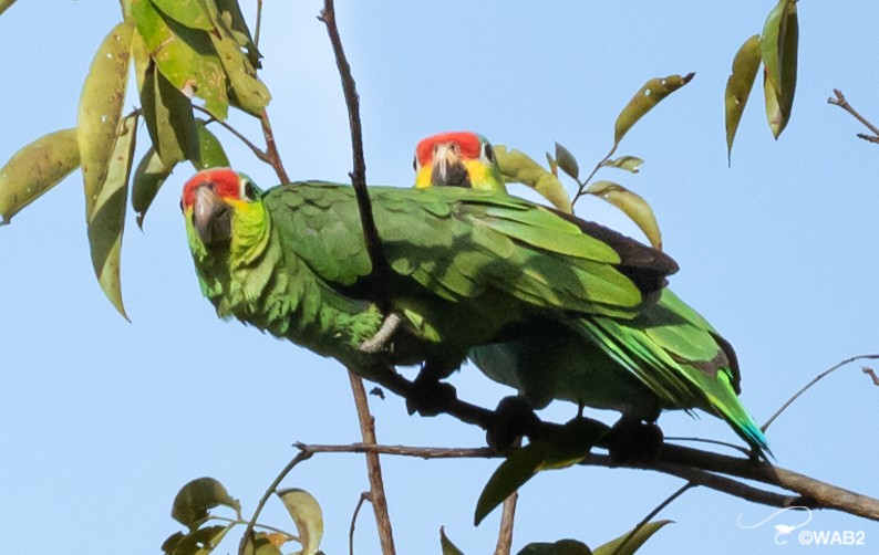 Red-lored/Lilacine Amazon - ML443066661
