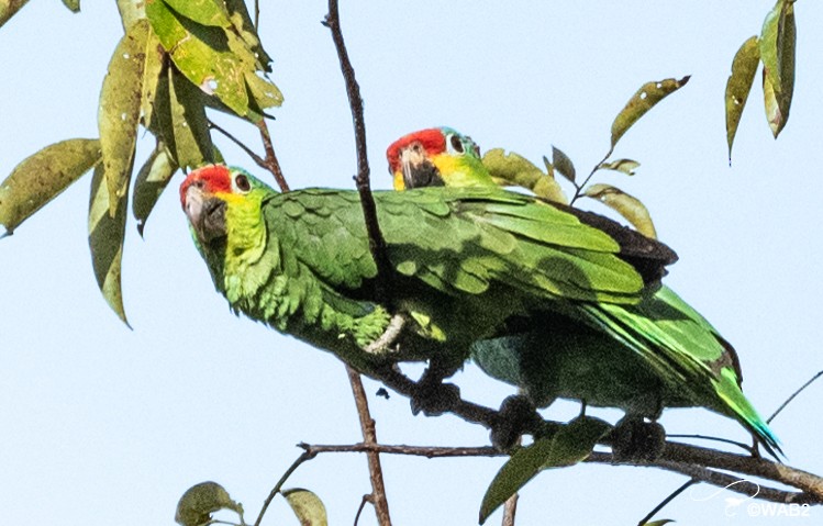 Red-lored/Lilacine Amazon - ML443066671