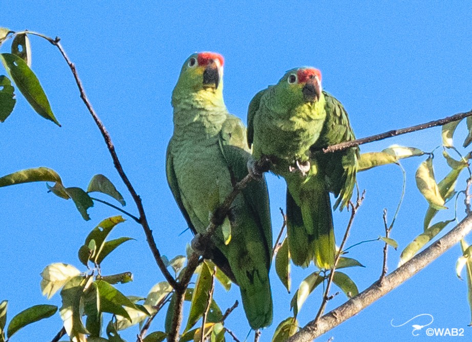 Red-lored/Lilacine Amazon - ML443066681