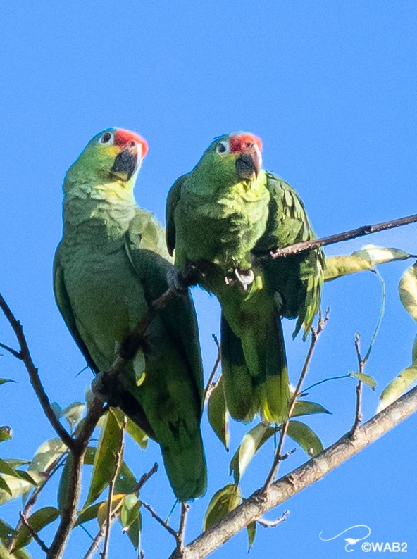 Red-lored/Lilacine Amazon - ML443066691