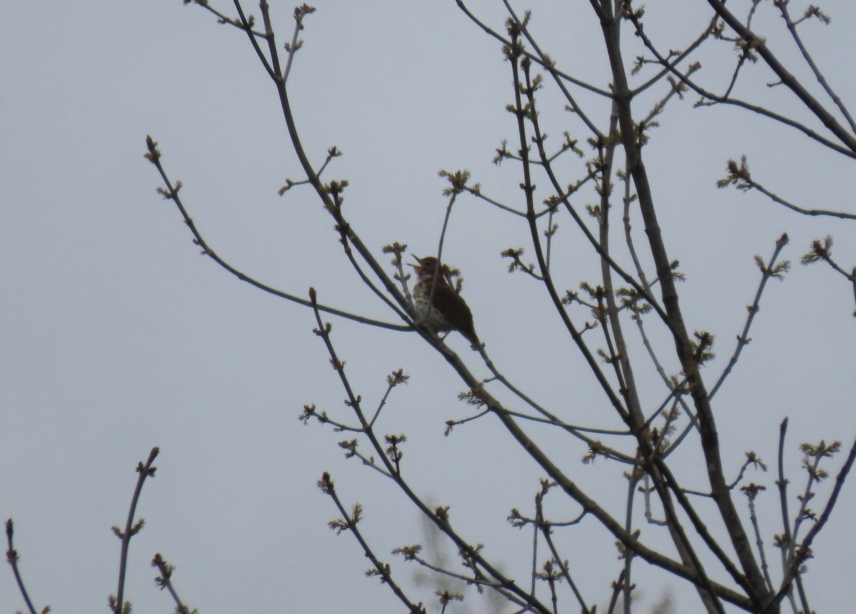 Wood Thrush - ML443066791