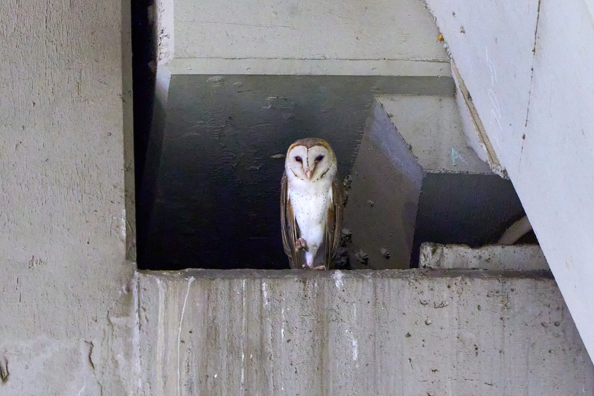 Barn Owl (Eastern) - ML443067011