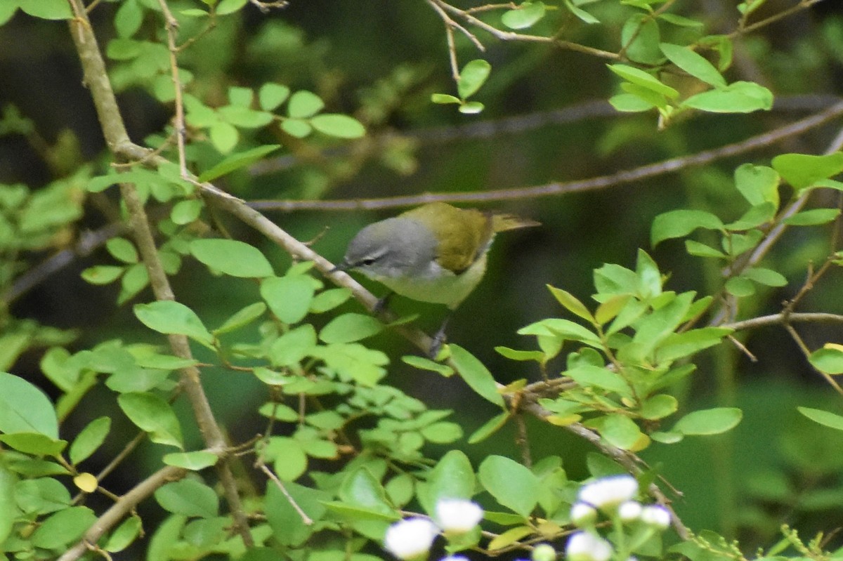 Tennessee Warbler - ML443067411