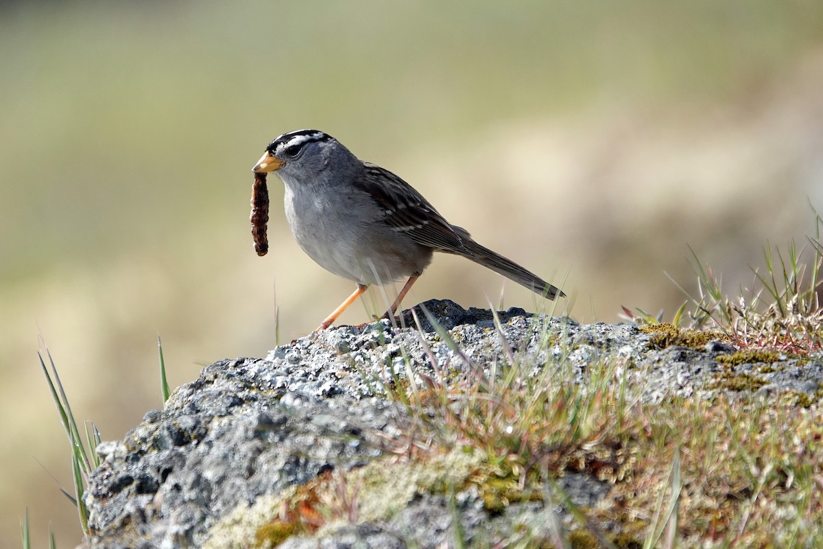 White-crowned Sparrow - ML443067451