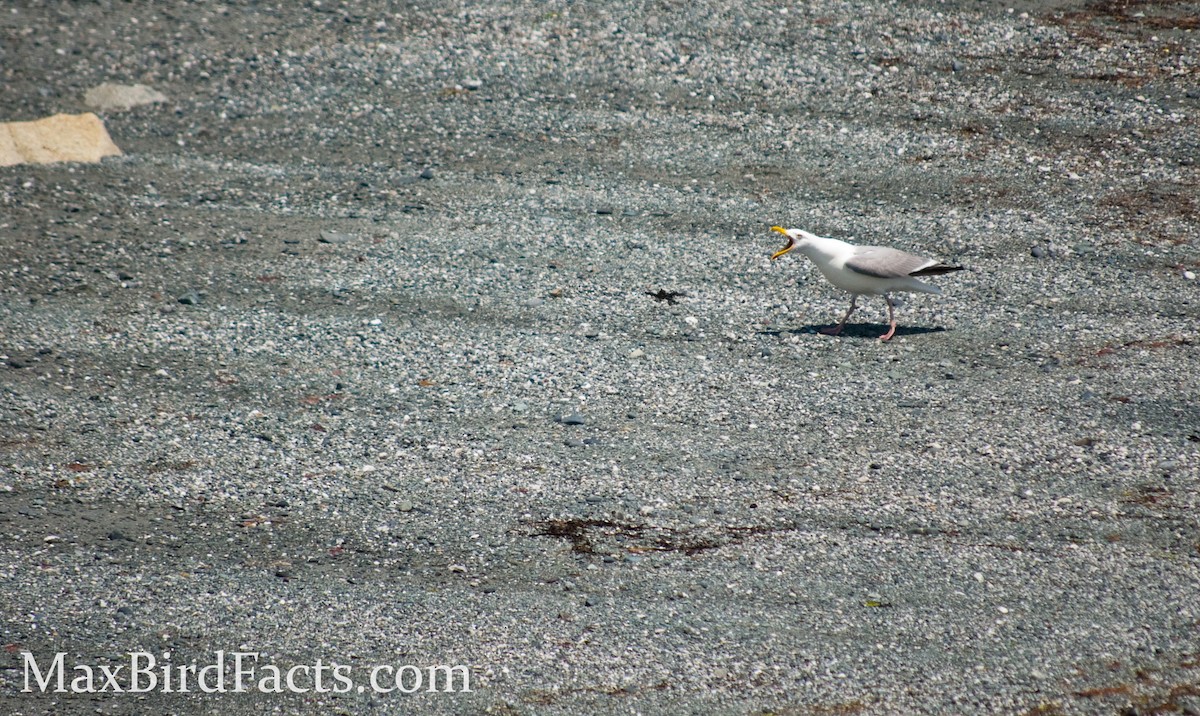 Herring Gull - ML443067811