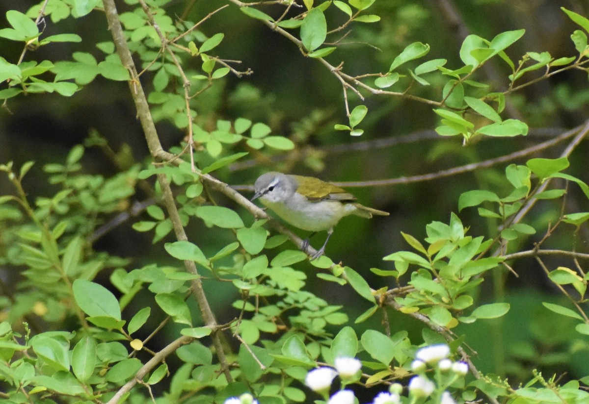 Tennessee Warbler - Mark Greene