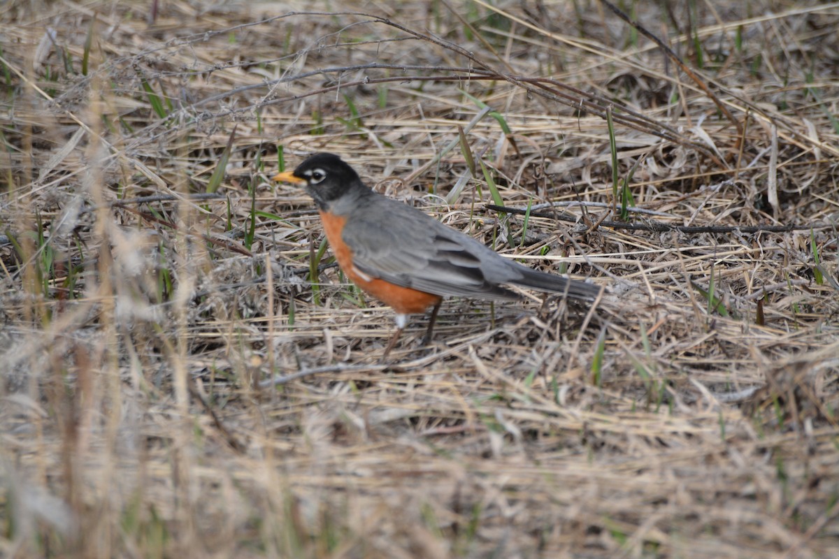 American Robin - ML443071071