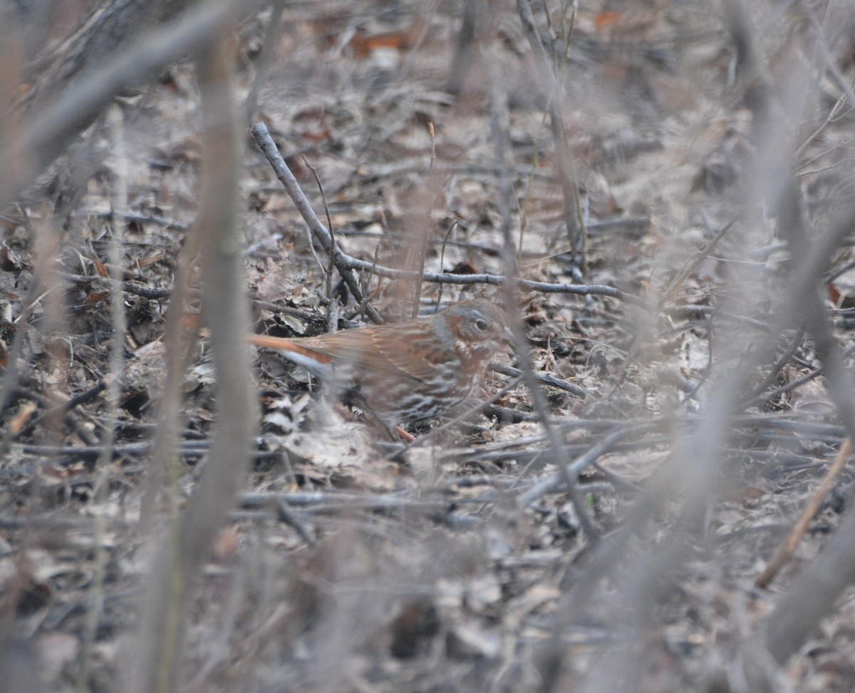 Fox Sparrow (Red) - ML443071261