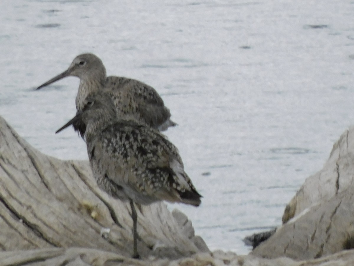 Willet - ML443071431