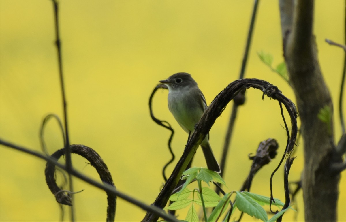 Least Flycatcher - ML443071621