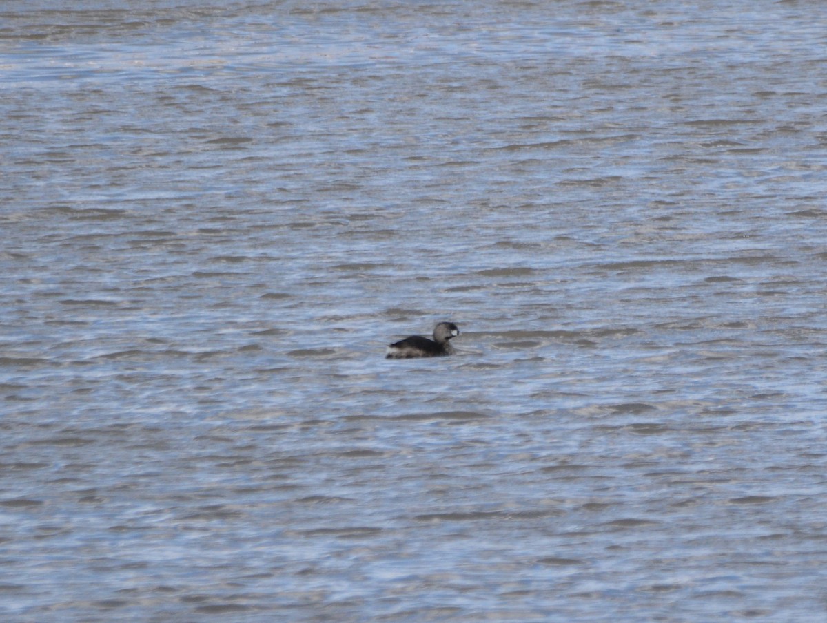 Pied-billed Grebe - ML443072091